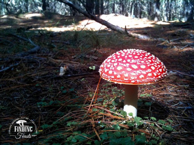 Finding feasts - Mushroom foraging NSW