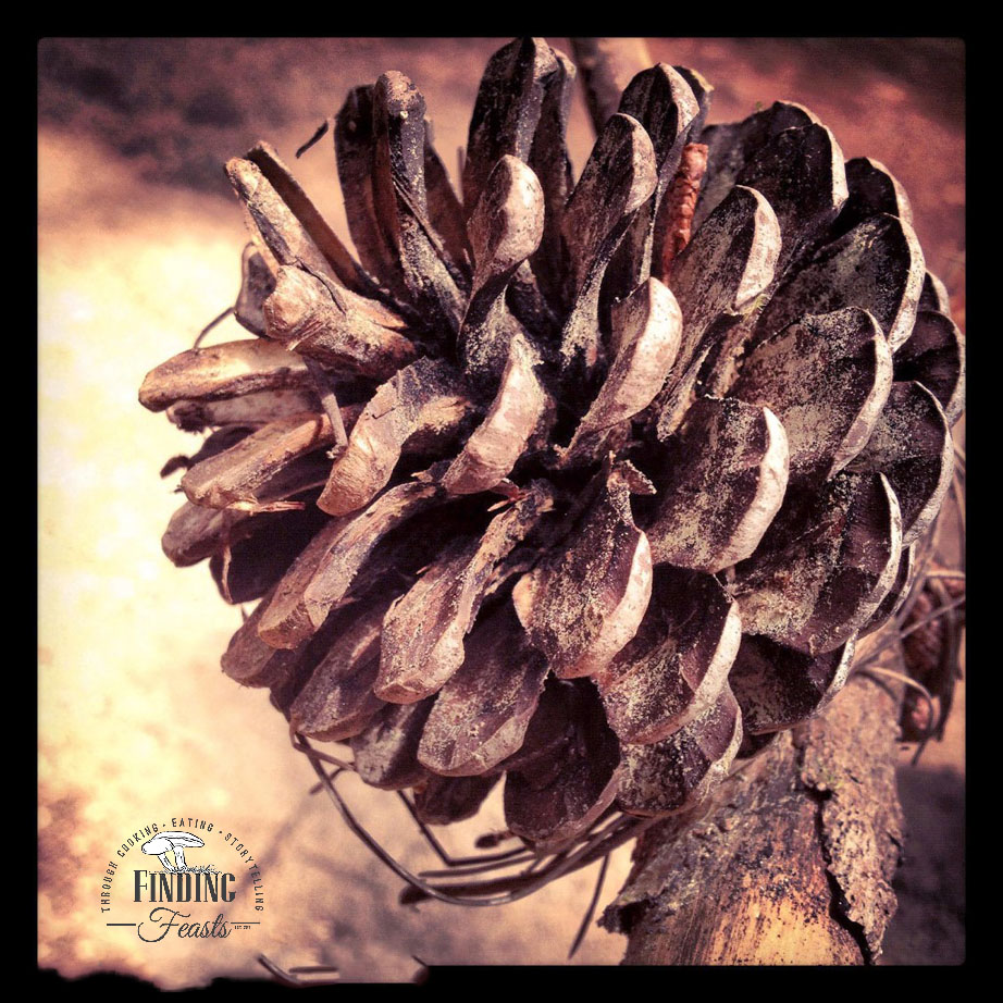 FinSkis Pine Cone