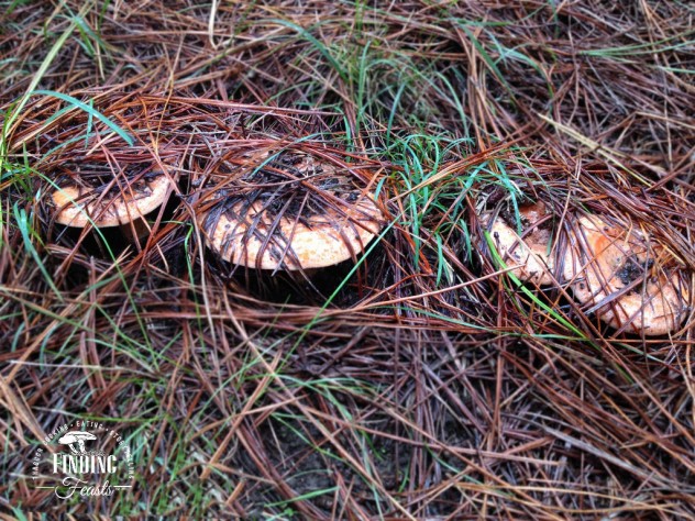 Finding feasts - Mushroom foraging NSW