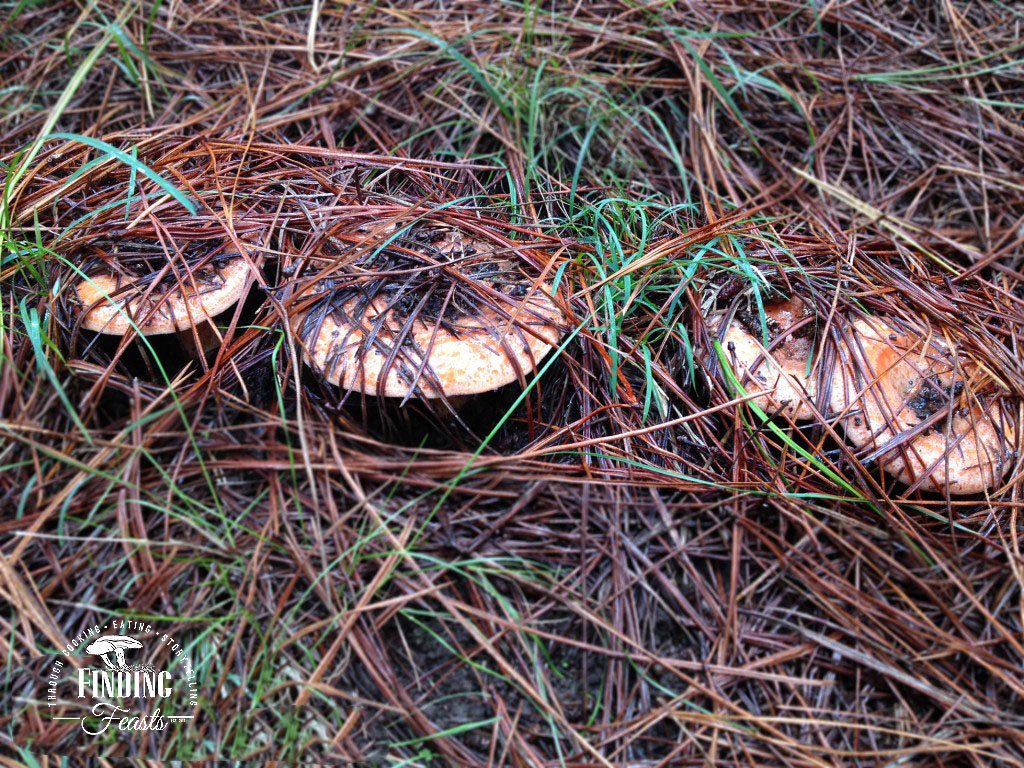 Mushroom foraging in NSW, Oberon and Belanglo