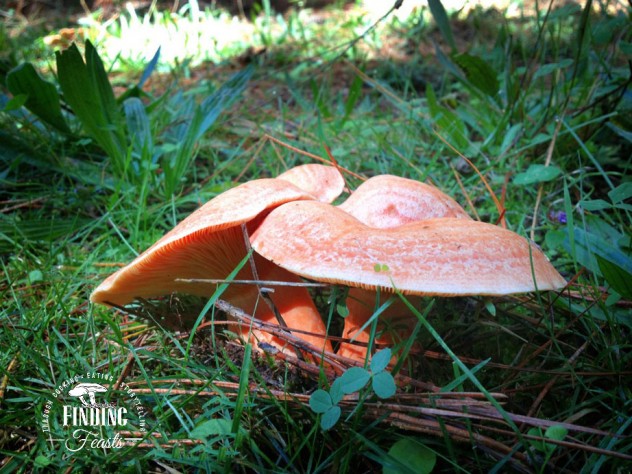 Finding feasts - Mushroom foraging NSW