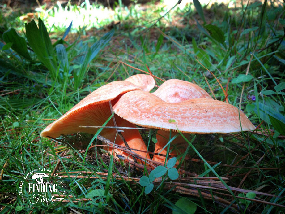 Mushroom foraging in NSW, Oberon and Belanglo