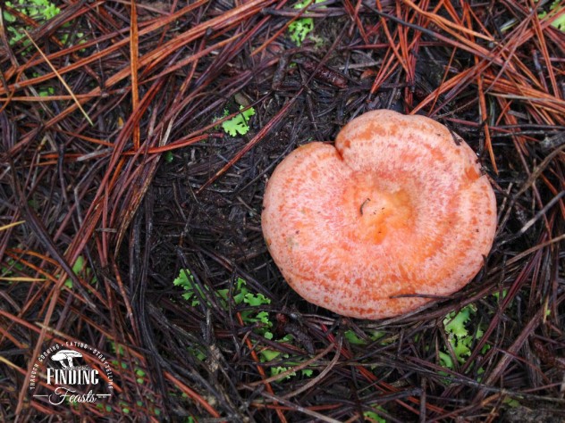 Finding feasts - Mushroom foraging NSW