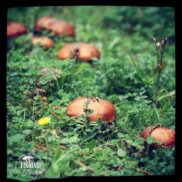 Mushroom foraging NSW