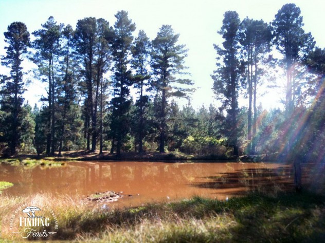 Finding feasts - Mushroom foraging NSW