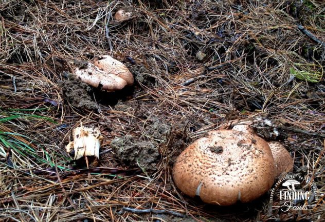Finding Feasts - Mushroom Foraging in NSW Belanglo 12