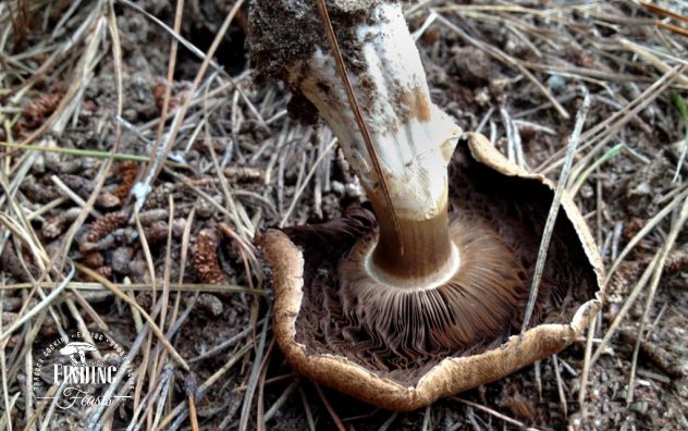 Finding Feasts - Mushroom-Foraging-in-NSW_Belanglo_10