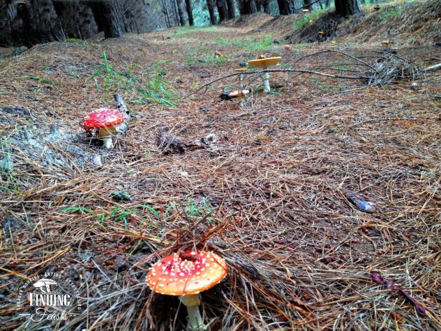Finding Feasts - Mushroom Foraging in NSW Belanglo
