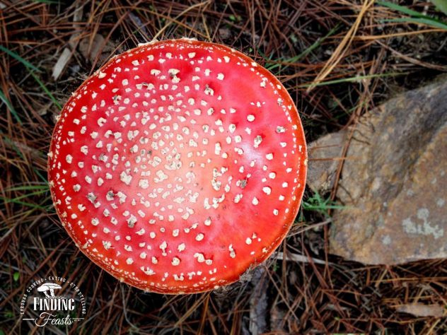 Finding Feasts - Poisonous Fly Argaric Mushroom