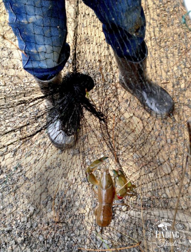 Finding Feasts - Yaby-Fishing-in-NSW_Belanglo_-775x1024