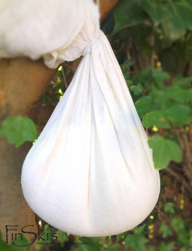 Ricotta draining in muslin from a tree branch