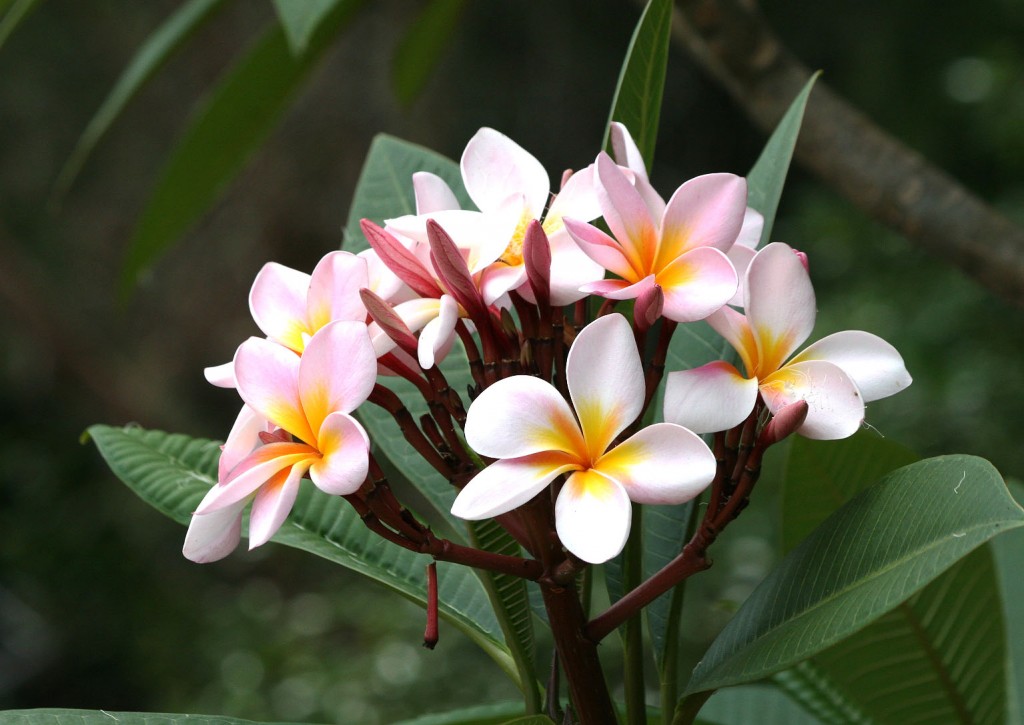 Pink Frangipani