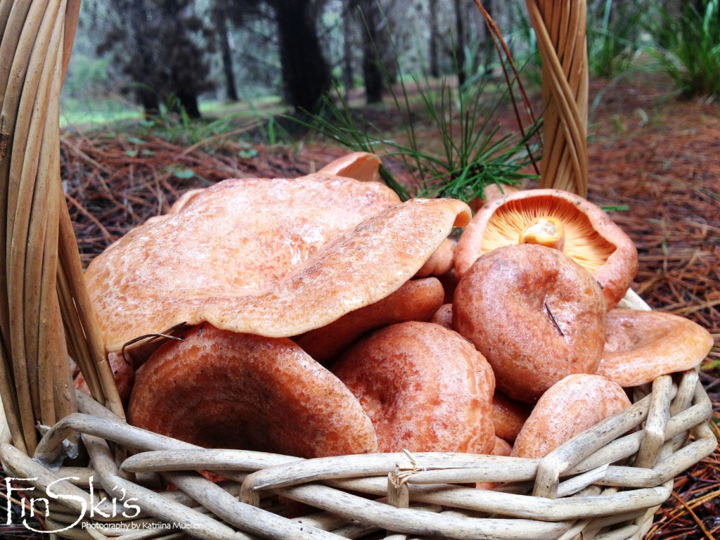 FinSkis Mushrooming Tours in NSW