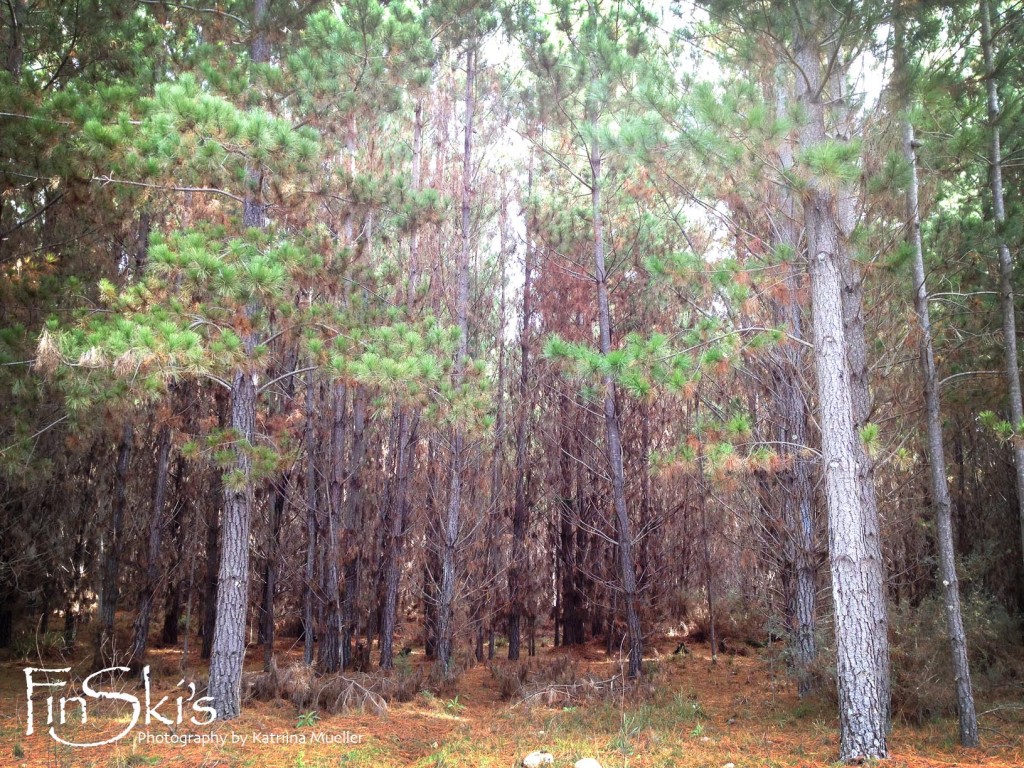 Mushroom foraging in NSW, Oberon and Belanglo