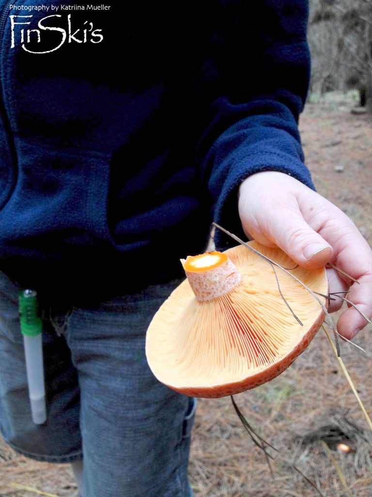 Mushroom picking in NSW, Oberon and Belanglo