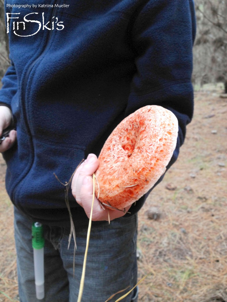Mushroom picking in NSW, Oberon and Belanglo