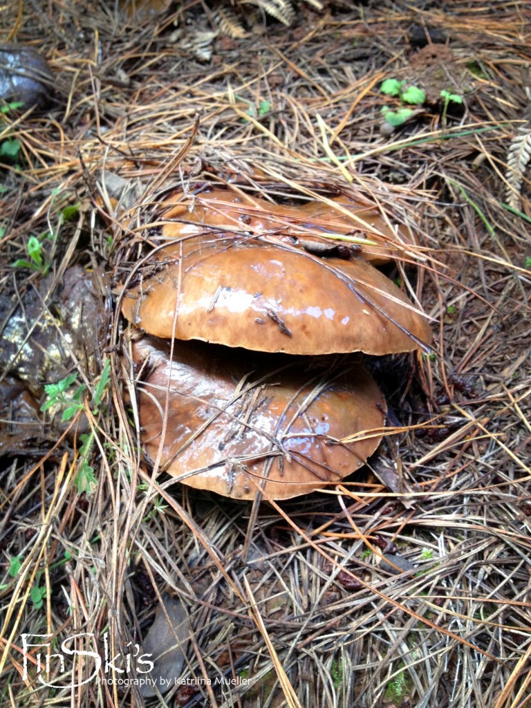 Mushroom foraging in NSW, Oberon and Belanglo