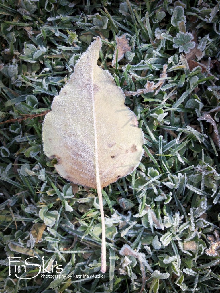 FinSkis a Frost morning in Oberon