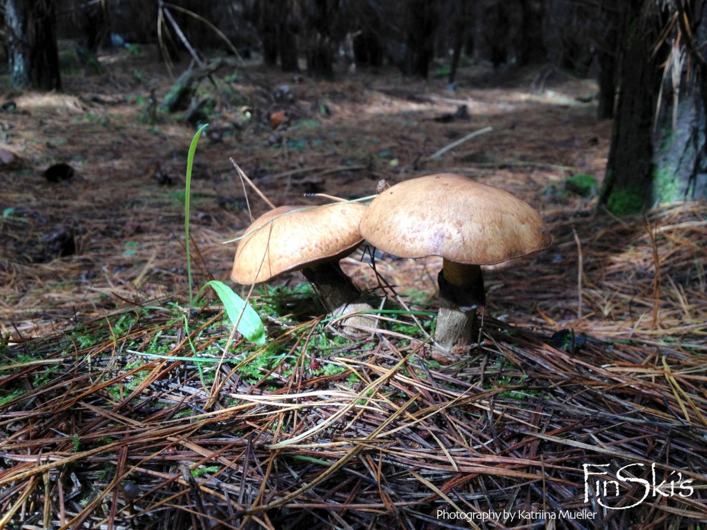 Mushroom foraging in NSW, Oberon and Belanglo