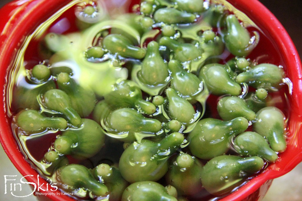 Curried Green Tomato and Cranberry Relish