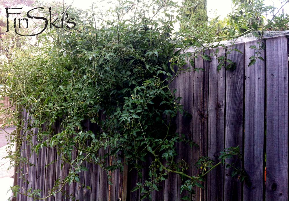 FinSki's_PIckled Toms Plants