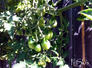 FinSki's_Pickled Toms on Vine Shot