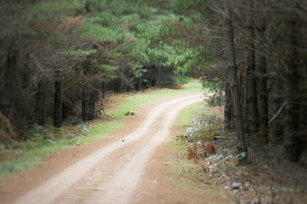 Filming Mushroom foraging NSW