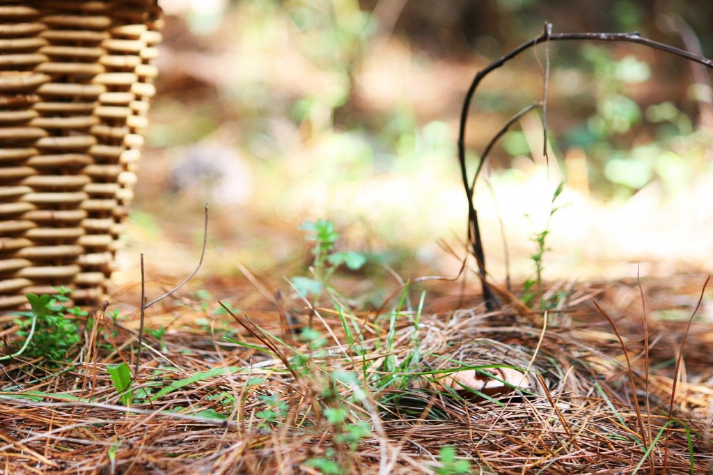 Mushroom picking in Oberon NSW - Finding Feasts