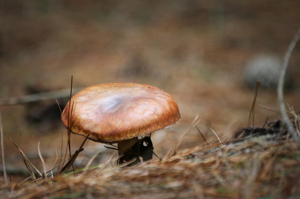 Mushroom foraging in Oberon NSW