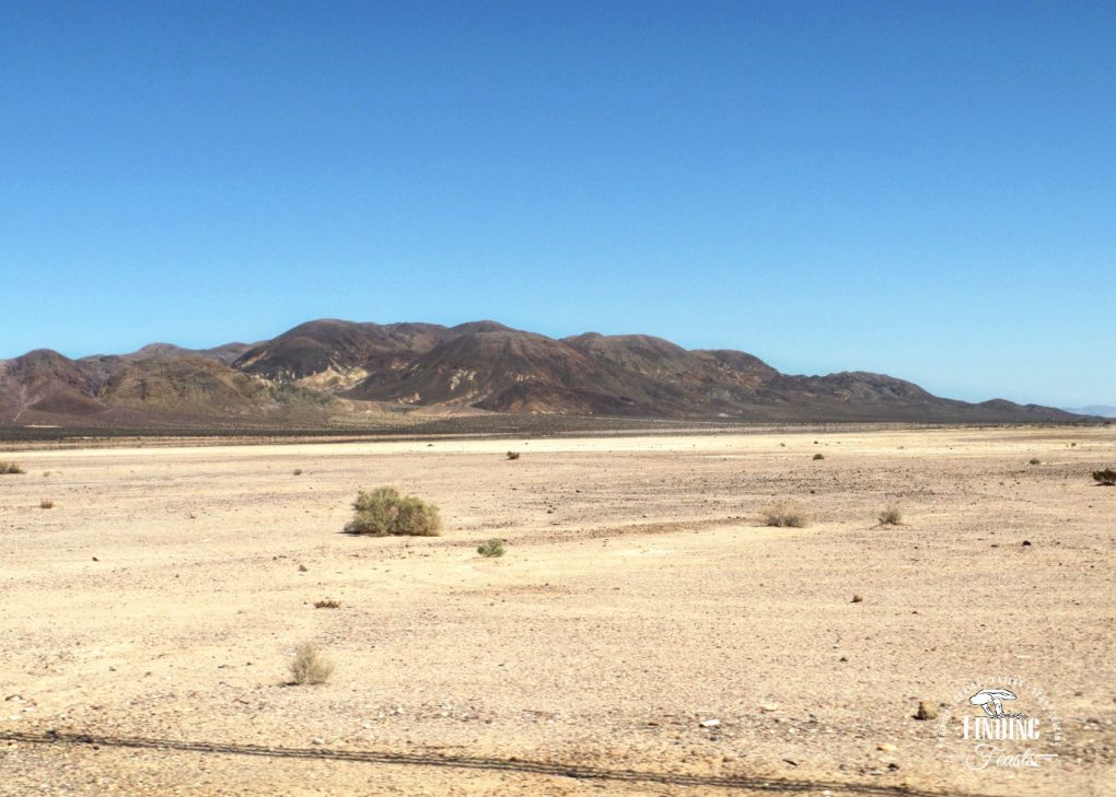 Finding Feasts - Calico Salt Flats