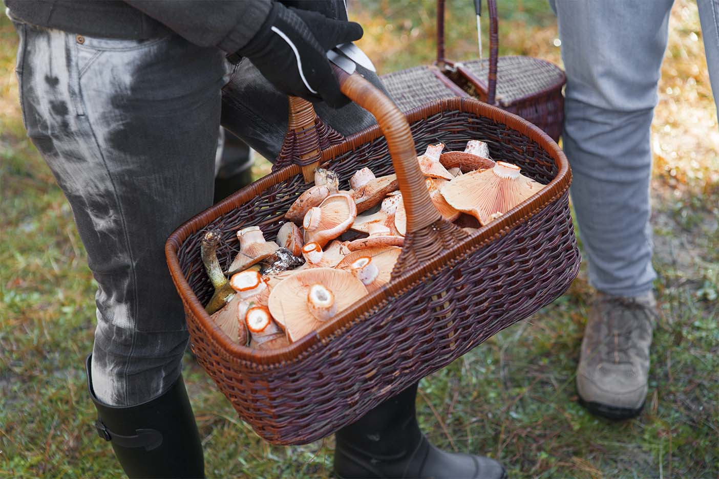 Mushrooming Tours in NSW